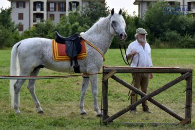 I nostri amici animali